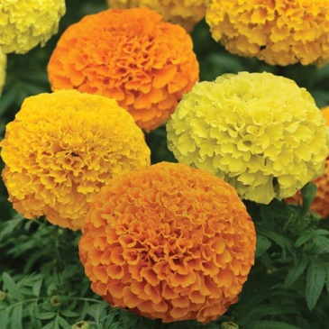 Бархатцы прямостоячие (Tagetes erecta) Бархатцы прямостоячие (Tagetes erecta)