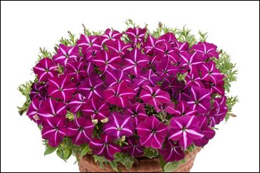 Петуния ампельная гибридная (Petunia x hybrida)