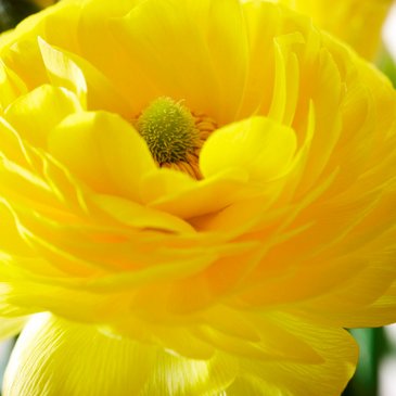 Лютик азиатский (Ranunculus asiaticus)