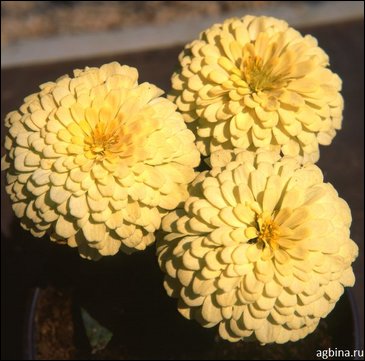 Цинния изящная (Zinnia elegans)