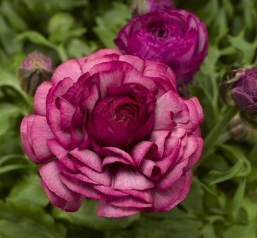 Лютик азиатский (Ranunculus asiaticus)