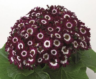 Цинерария гибридная (Pericallis cruenta)