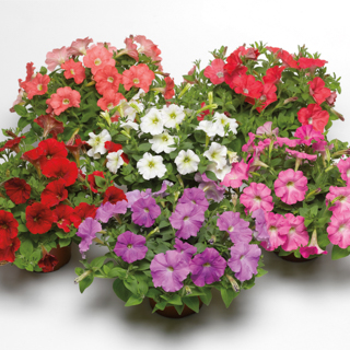 Петуния ампельная гибридная (Petunia x hybrida)