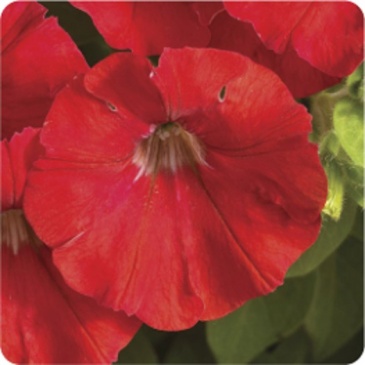 Петуния ампельная гибридная (Petunia x hybrida)