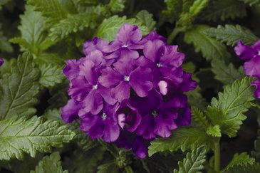 Вербена гибридная (Verbena hybrida)