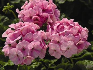 Герань (пеларгония садовая) (Pelargonium x hortorum)