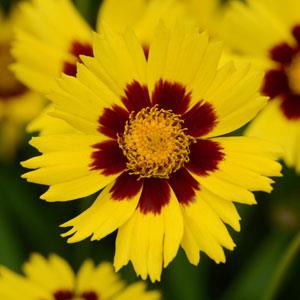 Кореопсис крупноцветковый (Coreopsis grandiflora) Кореопсис крупноцветковый (Coreopsis grandiflora)