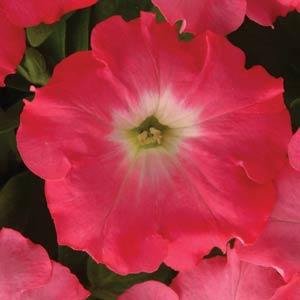 Петуния ампельная гибридная (Petunia х hybrida)