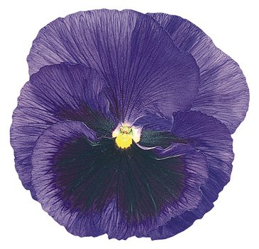 Виола виттрока (Viola wittrockiana)