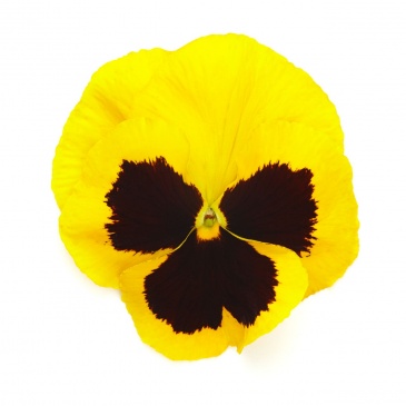 Виола виттрока (Viola wittrockiana) Виола виттрока (Viola wittrockiana)