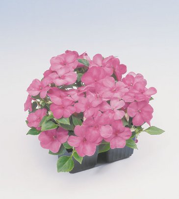Бальзамин Уоллера (Impatiens walleriana) Бальзамин Уоллера (Impatiens walleriana)