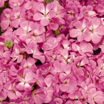 Герань (пеларгония садовая) (Pelargonium x hortorum)