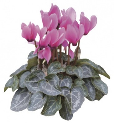 Цикламен персидский (Cyclamen persicum)