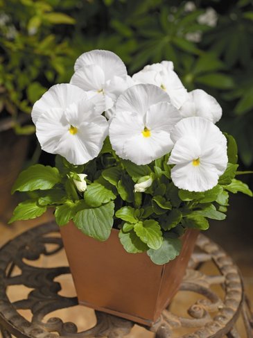 Виола Виттрока (Viola wittrockiana) Виола Виттрока (Viola wittrockiana)
