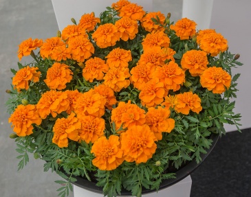 Бархатцы отклоненные (Tagetes patula) Бархатцы отклоненные (Tagetes patula)