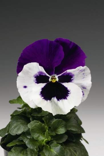 Виола Виттрока (Viola wittrockiana)