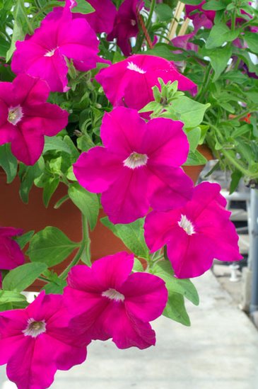 Петуния ампельная гибридная (Petunia х hybrida) Петуния ампельная гибридная (Petunia х hybrida)