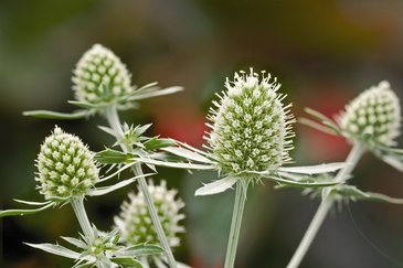Синеголовник плосколистный (Eryngium planum)