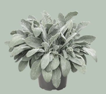 Чистец византийский (шерстистый) (Stachys byzantina (lanata))