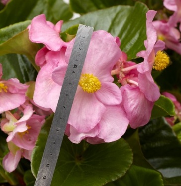 Бегония гибридная (зеленая листва) (Begonia hybrida)