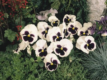 Виола виттрока (Viola wittrockiana)