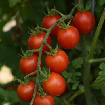 Томат (Lycopersicon esculentum) Томат (Lycopersicon esculentum)