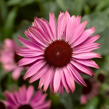 Эхинацея пурпурная (Echinacea purpurea)