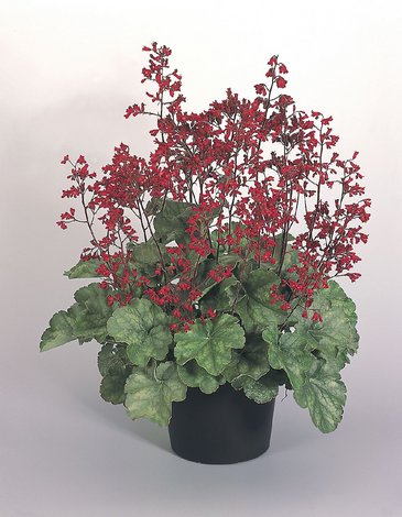 Гейхера кроваво-красная (Heuchera sanguinea)