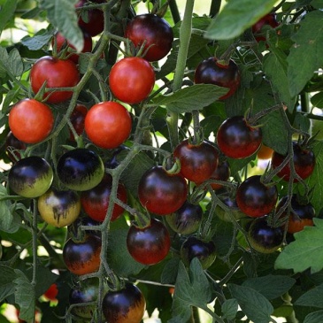 Томат (Lycopersicon esculentum)