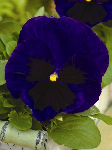 Виола Виттрока (Viola wittrockiana)