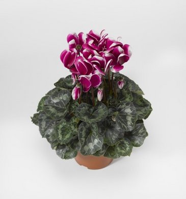 Цикламен персидский (Cyclamen persicum)