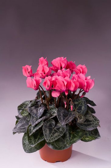 Цикламен персидский (Cyclamen persicum) Цикламен персидский (Cyclamen persicum)