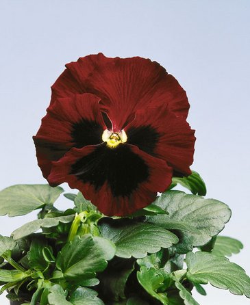 Виола Виттрока (Viola wittrockiana) Виола Виттрока (Viola wittrockiana)