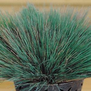 Булавоносец седой (Corynephorus canescens) Булавоносец седой (Corynephorus canescens)