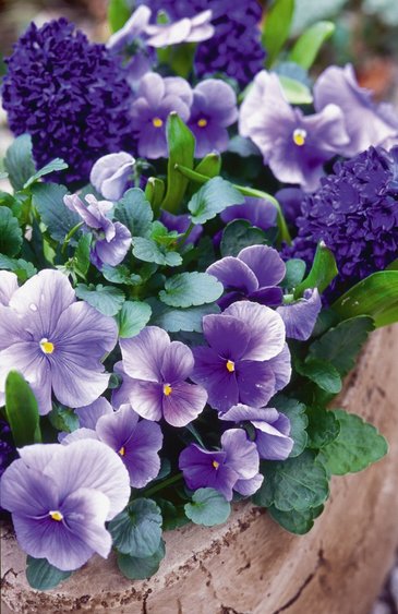 Виола Виттрока (Viola wittrockiana) Виола Виттрока (Viola wittrockiana)