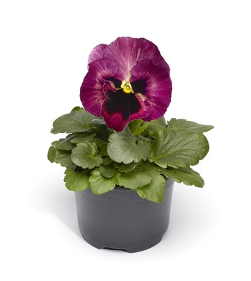 Виола Виттрока (Viola wittrockiana) Виола Виттрока (Viola wittrockiana)