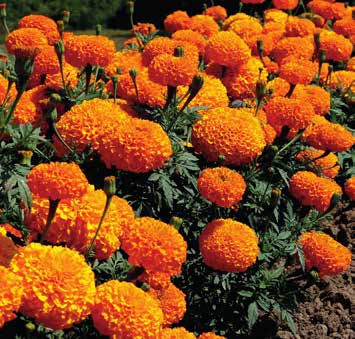 Бархатцы прямостоячие (Tagetes erecta)