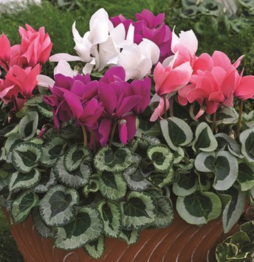 Цикламен персидский (Cyclamen persicum)
