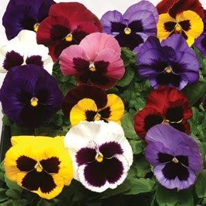 Виола виттрока (Viola wittrockiana)
