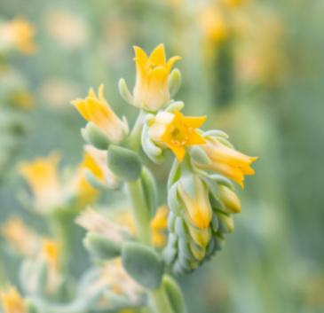Эхеверия Пикока (Echeveria peacockii (desmetiana)) Эхеверия Пикока (Echeveria peacockii (desmetiana))