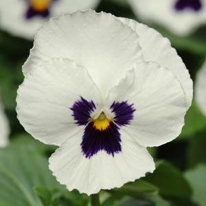 Виола виттрока (Viola wittrockiana) Виола виттрока (Viola wittrockiana)