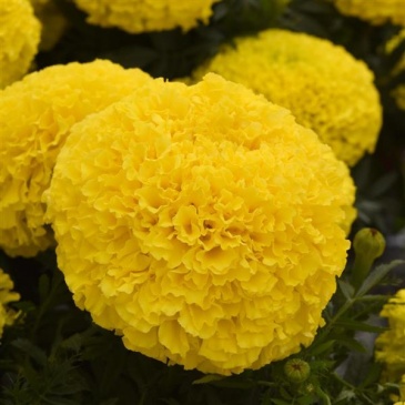 Бархатцы прямостоячие (Tagetes erecta) Бархатцы прямостоячие (Tagetes erecta)