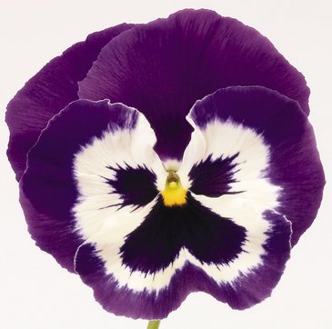 Виола виттрока (Viola wittrockiana)
