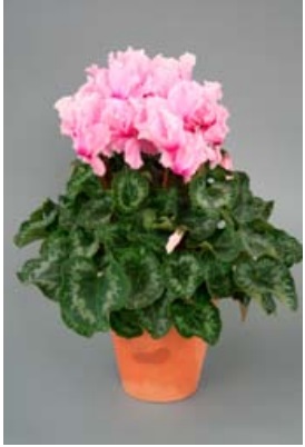 Цикламен персидский (Cyclamen persicum)