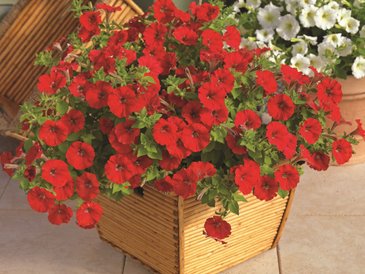 Петуния ампельная гибридная (Petunia x hybrida)