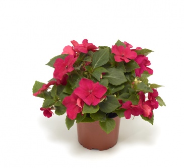 Бальзамин Уоллера ампельный (Impatiens walleriana) Бальзамин Уоллера ампельный (Impatiens walleriana)