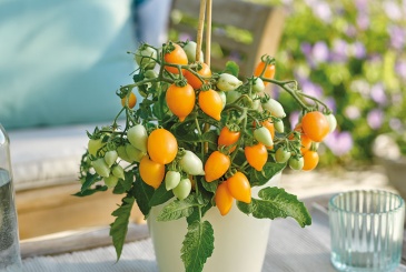 Томат (Lycopersicon esculentum) Томат (Lycopersicon esculentum)