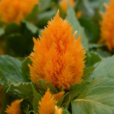 Целозия метельчатая (Celosia plumosa) Целозия метельчатая (Celosia plumosa)