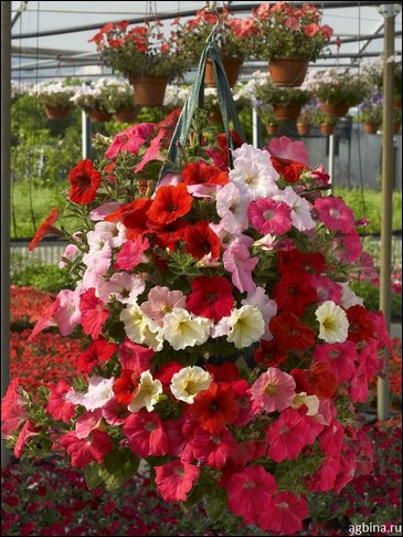 Петуния ампельная гибридная (Petunia x hybrida)
