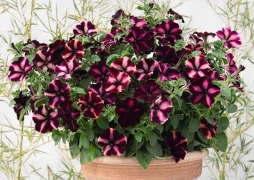 Петуния ампельная гибридная (Petunia x hybrida)
